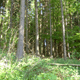 Wald bei Osterode am Harz